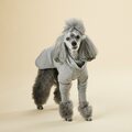 Paikka Recovery Shirt for Dogs Grey