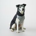 Paikka Recovery Winter Shirt for Dogs Grey