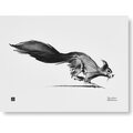 Teemu Järvi Paperijuliste 30 x 40 cm Orava