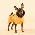 Paikka Recovery Raincoat for Dogs Orange