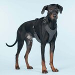 Paikka Visibility Harness for Dogs Dark