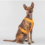Paikka Visibility Harness for Dogs Orange
