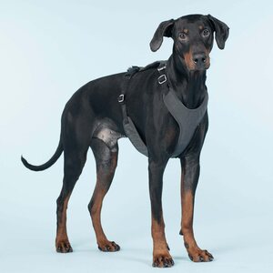 Paikka Visibility Harness for Dogs, Dark, XXL