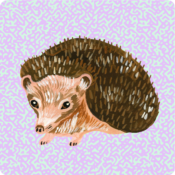 Brown Hedgehog