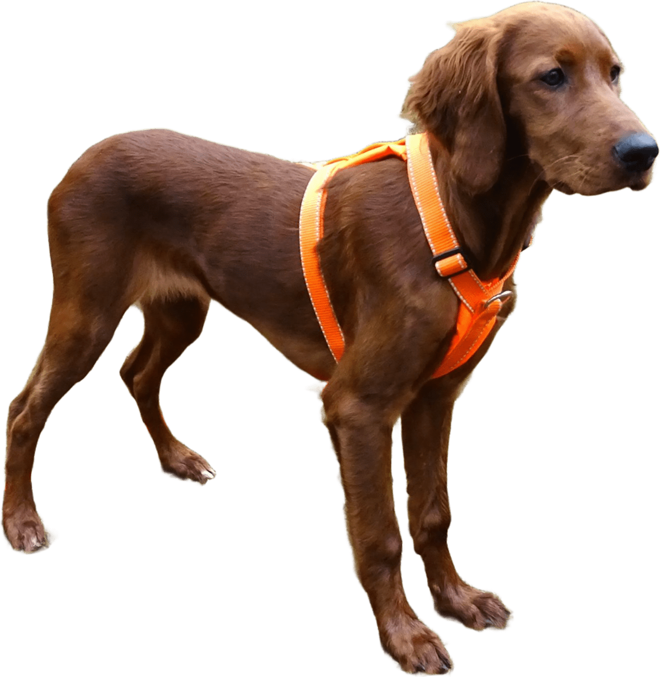 Kardog Elva Harness Oranssi