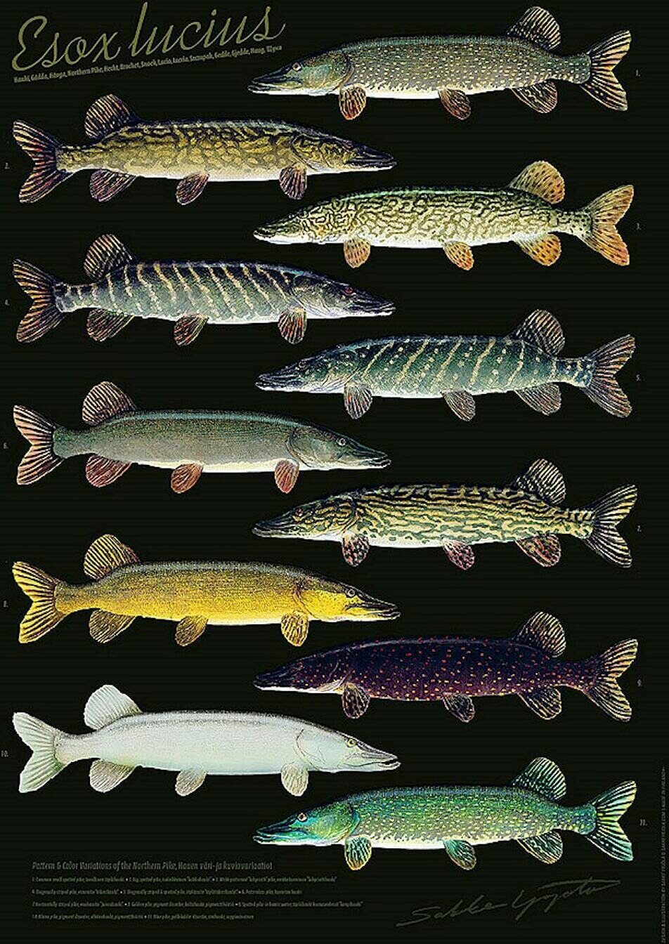 Sakke Yrjölä Pike variations (Hauki Esox lucius) poster, 50 x 70 cm Esox lucius (2023)
