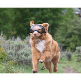 Rex Specs Dog Goggle - Black