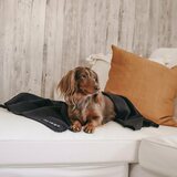 Paikka Recovery Blanket for Pets
