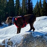 Fido Pro The Panza Harness with Deployable Emergency Dog Rescue Sling and Backpack Conversion