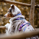 Non-stop Dogwear Line Harness 5.0 Rachel Pohl