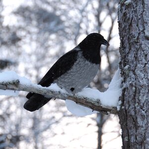 Live Decoys crow fullbody