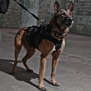 LBT Tactical K9 Harness