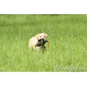 Firedog Duck dummy
