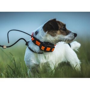 Garmin Astro 320 + T5 Mini Koirapanta