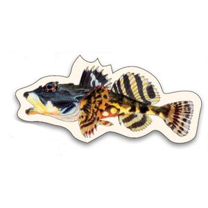 Sakke Yrjölä Bullrout magnet