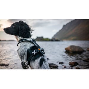 Non-stop Dogwear Line Harness
