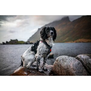 Non-stop Dogwear Line Harness