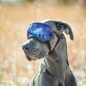 Rex Specs Dog Goggle - Neon Pink