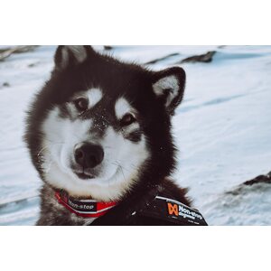Non-stop Dogwear Active panta