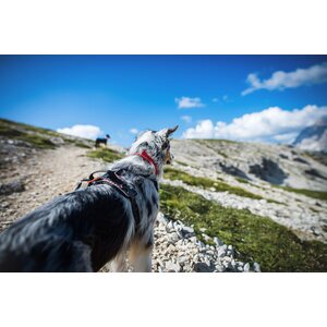 Non-stop Dogwear Active panta