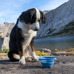 Kurgo Collaps A Bowl