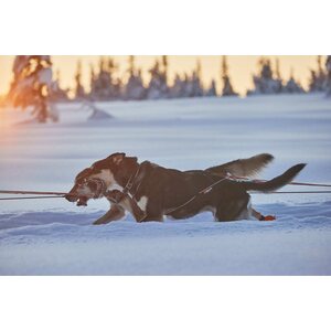 Non-stop Dogwear Nansen Nome 5.0