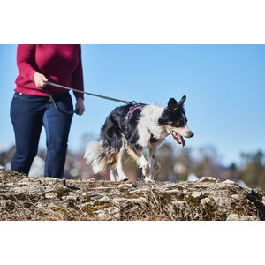 Non-stop Dogwear Ramble Harness