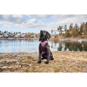 Non-stop Dogwear Ramble Harness