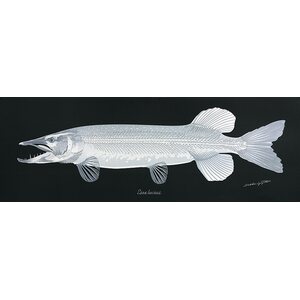 Sakke Yrjölä Pike Bones (Hauki Esox lucius) poster, 35 x 100 cm