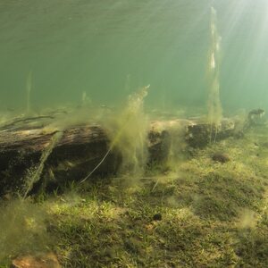 Sukelluskoulu Aalto Guided Shore Snorkeling