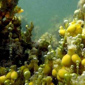 Sukelluskoulu Aalto Guided Shore Snorkeling
