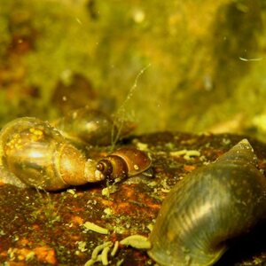 Sukelluskoulu Aalto Guided Shore Snorkeling