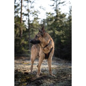 Non-stop Dogwear Rock Harness