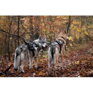 Non-stop Dogwear Touring Double