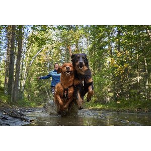 Non-stop Dogwear Bungee Leash Double