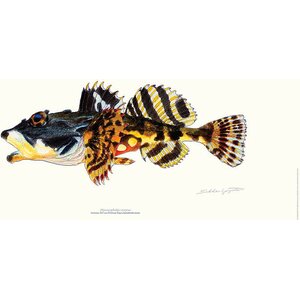 Sakke Yrjölä Shorthorn sculpin (Myoxocephalus scorpius) poster, 23 x 50 cm