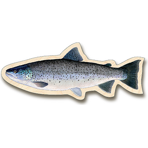Sakke Yrjölä Brown trout magnet