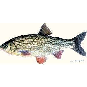 Sakke Yrjölä Ide (Leuciscus idus), A65 card
