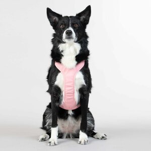 Paikka Visibility Harness for Dogs