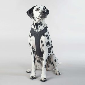 Paikka Visibility Harness for Dogs