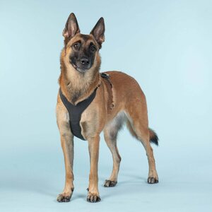 Paikka Visibility Harness for Dogs