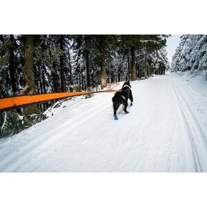 Non-stop Dogwear Bungee Leash