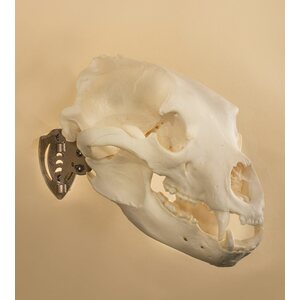 Skull Hooker Mini Hooker