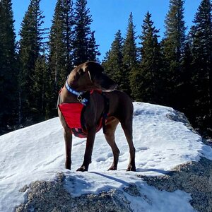 Fido Pro Panza Harness with Deployable Emergency Dog Rescue Sling V2