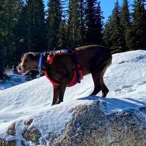Fido Pro Panza Harness with Deployable Emergency Dog Rescue Sling V2