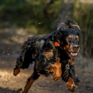 Tracker Bark