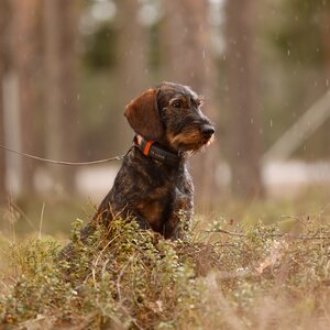 Tracker Luna