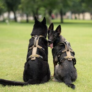 Non-stop Dogwear Line Harness Long - Working Dog