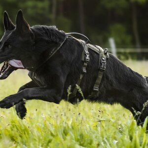 Non-stop Dogwear Line Harness Long - Working Dog