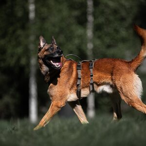 Non-stop Dogwear Line Harness Long - Working Dog